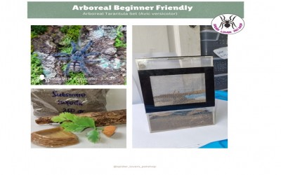 ARBOREAL TARANTULA SET (AVICULARIA VERSICOLOR) BEGINNER FRIENDLY